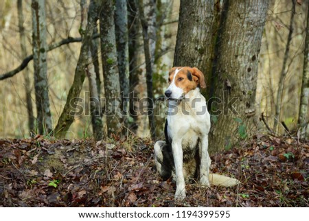 Hunting dog sits on the background of the fall forest