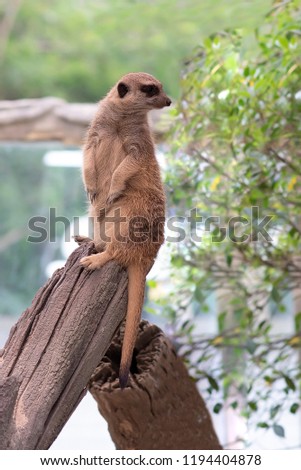 Meerkat looking for something 