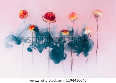Red and yellow autumn flowers inside in water on a pink background. Flowers is under the water with acrylic blue paints.