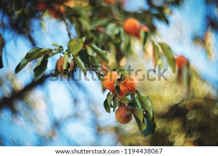 The edible fruit of  persimmon tree. The picture were taken in Turin, Italy, at the beginning of October 2018.