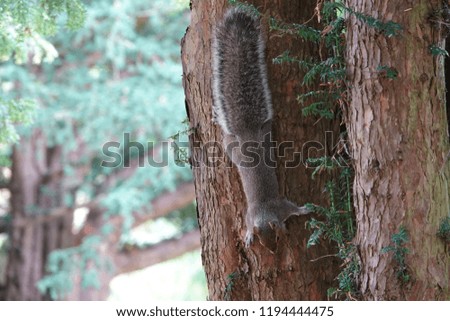A grey squirrel in a tree.