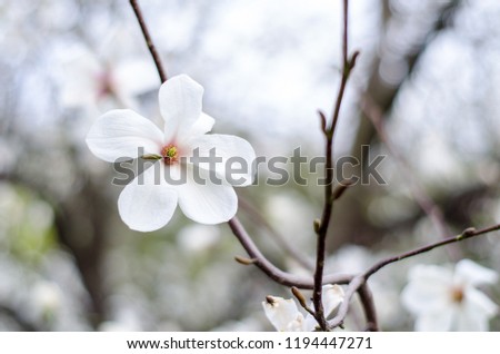Blossoming magnolias in spring for inspiration. The ability to please the beauty.