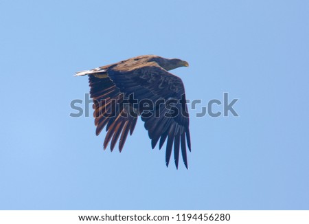 Imposing flying Sea eagle also called White-tailed eagle (latin: Haliaeetus albicilla). Blue sky in the background