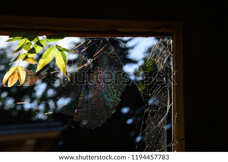 Spiderweb on the window of one abandoned manor, with the autumn leaves and backlight in the background