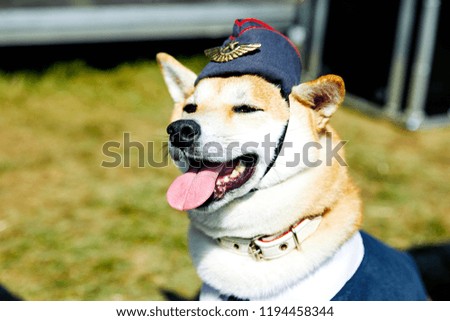 dog in military uniform pilot