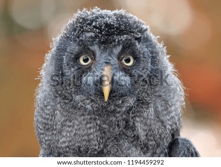 young great grey owl looking straight into the camera, portrait