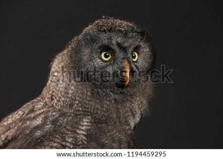 young great grey owl as a studio shot with black background