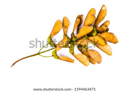 Autumn withering yellow leaves isolated on white background