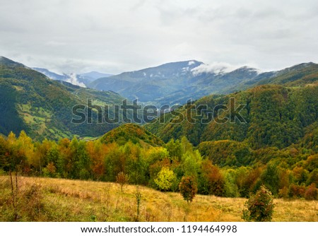 Autumnal colorful forest in mountain during rain. Carpathian mountains