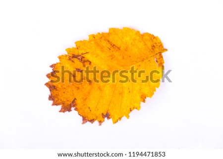 Single autumn withering yellow leave isolated on white background