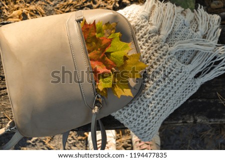 A bag with beautiful fallen leaves and knitted scarf. Autumn vibes.