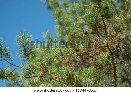 Closeup photo of green needle pine tree on the right side of the picture. Small pine cones at the end of branches