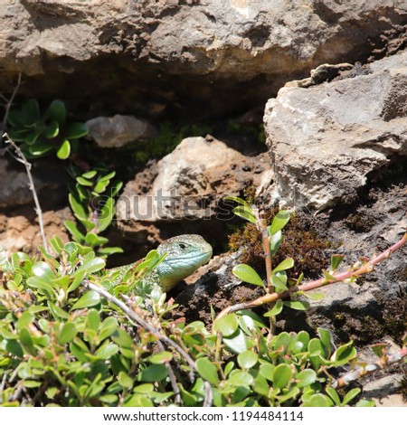 Western green lizard hidden in his shelter, Lacerta bilineata specie