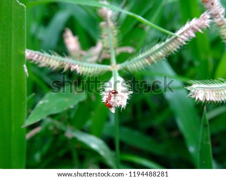 Small hard wateri beautiful red Indian fire pharaoh ant close up macro searching food grains on a crowfoot grass flower, 