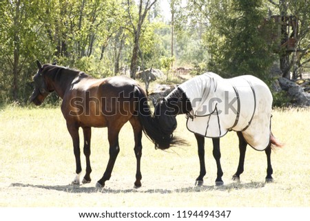 horse farm animal
