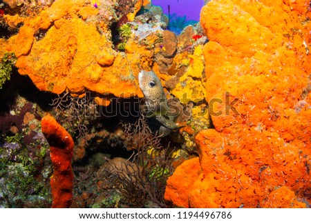 A porcupine fish is enjoying inhabiting a stunning coral reef that is rich with orange elephant ear sponge. The reef is in the warm tropical water of the Caribbean sea