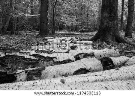 Felled trees in woodlands