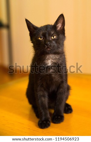 Black cute kitten sitting on the table