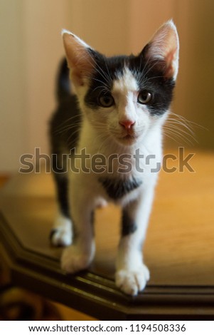  small black and white cute kitten isolated on the table