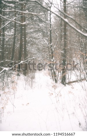 Frozen tree branch in winter forest.