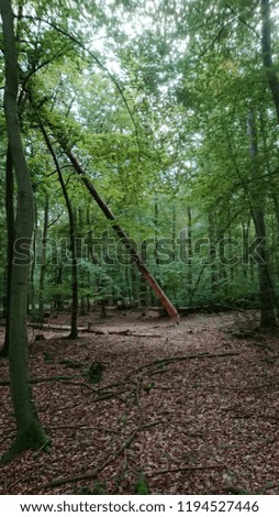 Fallen tree in forest scene