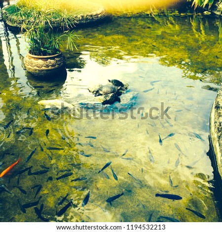 Turtles and Fish Pond