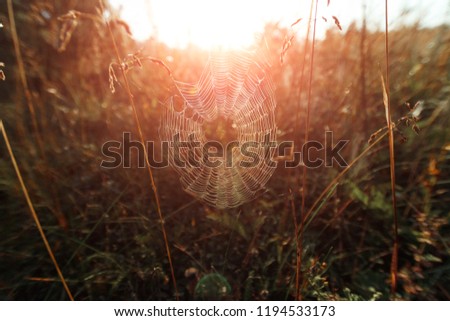 Creative background. A web in a summer field in the sunlight at dawn. Summer field at dawn. Dew drops on the grass at dawn. Atmospheric picture.