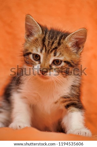 Striped with a white kitten on a red background