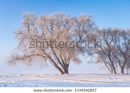 Snowy trees at sunny winter day. Winter landscape. Frosty trees in park against Clear blue sky on sunny day. Scenery winter