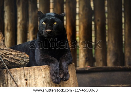 Black panther portrait. Animal world