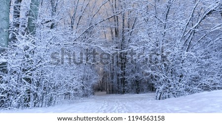 An winter scenic landscape in cold season. Wonderful white forest in December period. Tree branches filled with immaculate snow at night. Threes texture on a stunning forested background.