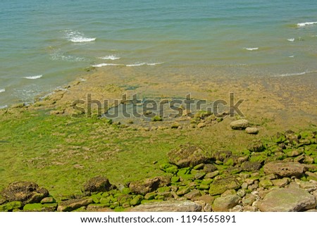 Detail of a rocky beach with green algae along Opal cost of the North sea on a sunny summer day in Nord pas de Calais region, France