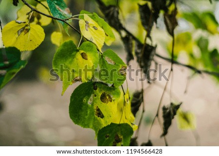 Leaves on the tree