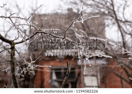 trees and branches covered with snow and hoarfrost on a white background beautiful and gloomy winter picture