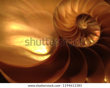 shell nautilus Fibonacci section spiral pearl symmetry half cross golden ratio shell structure growth close up back lit mother of pearl ( pompilius nautilus ) - stock photo photograph image, picture