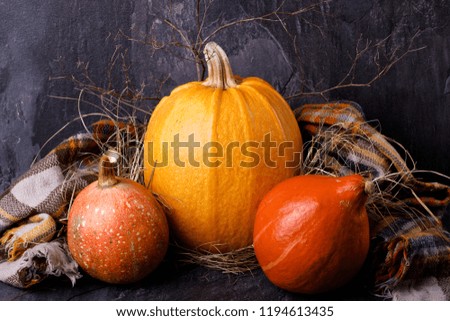 Halloween pumpkin heads on a dark background, close-up. The concept of autumn holidays.