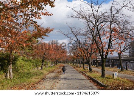 Boy walking along path in park amidst trees with copper-colored autumn leaves in Osaka