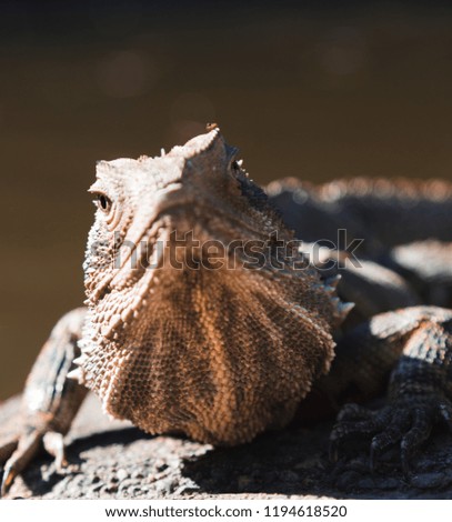 Lizard sunning on a rock