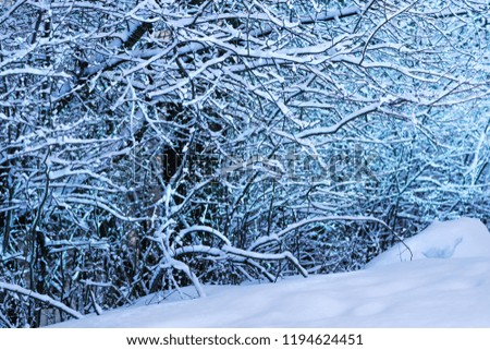 Wonderful white forest at winter. An wintertime scenic landscape and cold weather. Tree branches filled with immaculate snow at sunrise. Threes texture on a stunning forested background. 
