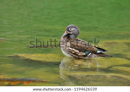 The Mandarin Duck stands on the rock of the green lake, the water ripples.