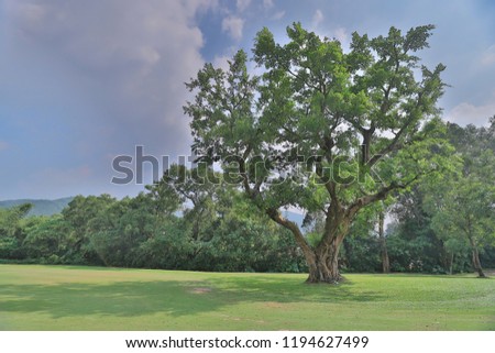the big tree at the golf club