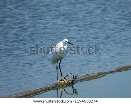 Little egret (Egretta garzetta) in the pond.  White bird with a slender black beak, long black legs, and yellow feet standing on floating bamboo against water background.                             