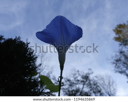 Flower silhouette on the blue sky