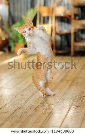 Kitten leaps in the air.Cat jumping and playing at home.Love cats and humans. Relationship,lovely comfortable cat.Stop motion photography.