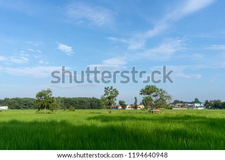 Beautiful rice field 