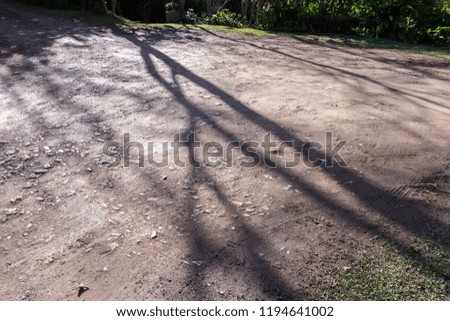 Close up shadow of dead tree. Abstract nature concept.