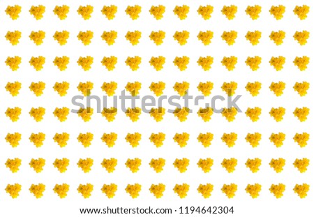 cordia  flowers Isolate on white background pattern