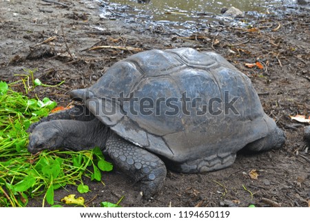 giant turtle who eat grass in seychelles