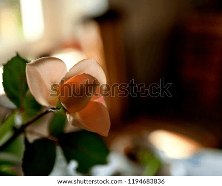 delicate cream rose in a vase on the table, soft focus, narrow focus area