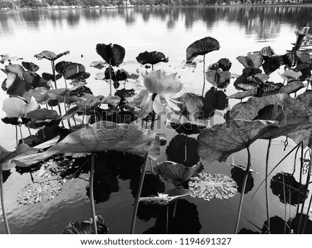 The lotus in the lake in the forest background gray